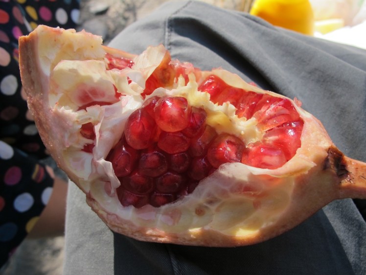 Pomegranate picked from a local tree