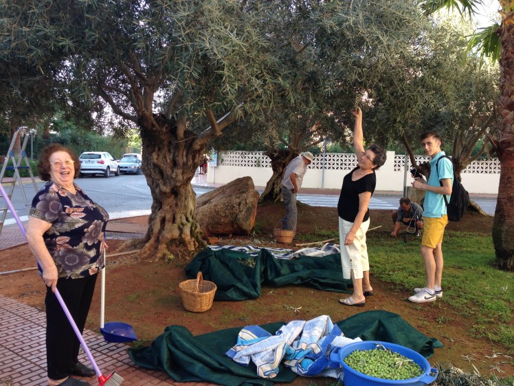 Neighbours pick olives on our street