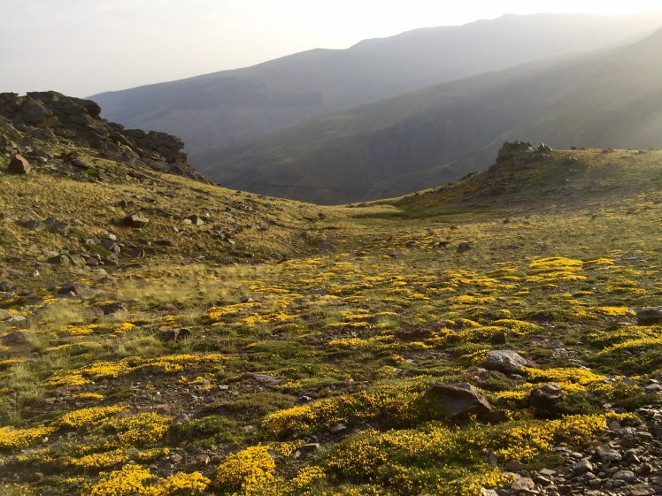 Alpine flowers in the Sierra Nevada